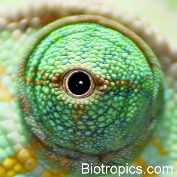 Chameleons Eyes